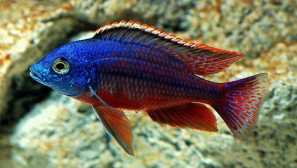 Haplochromis boadzulu: obsah, kompatibilita, video, fotografie, popis.